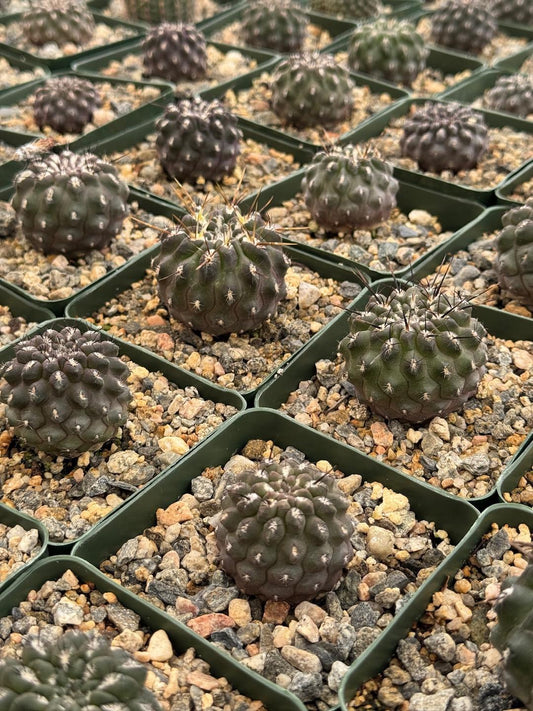Neochilenia heinrichiana var. setosiflora