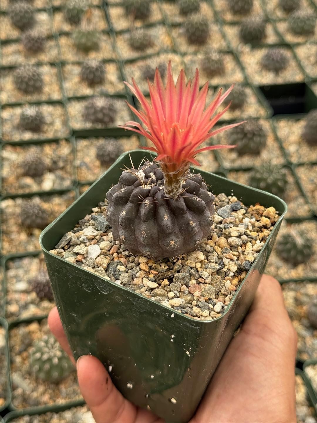 Neochilenia heinrichiana var. setosiflora