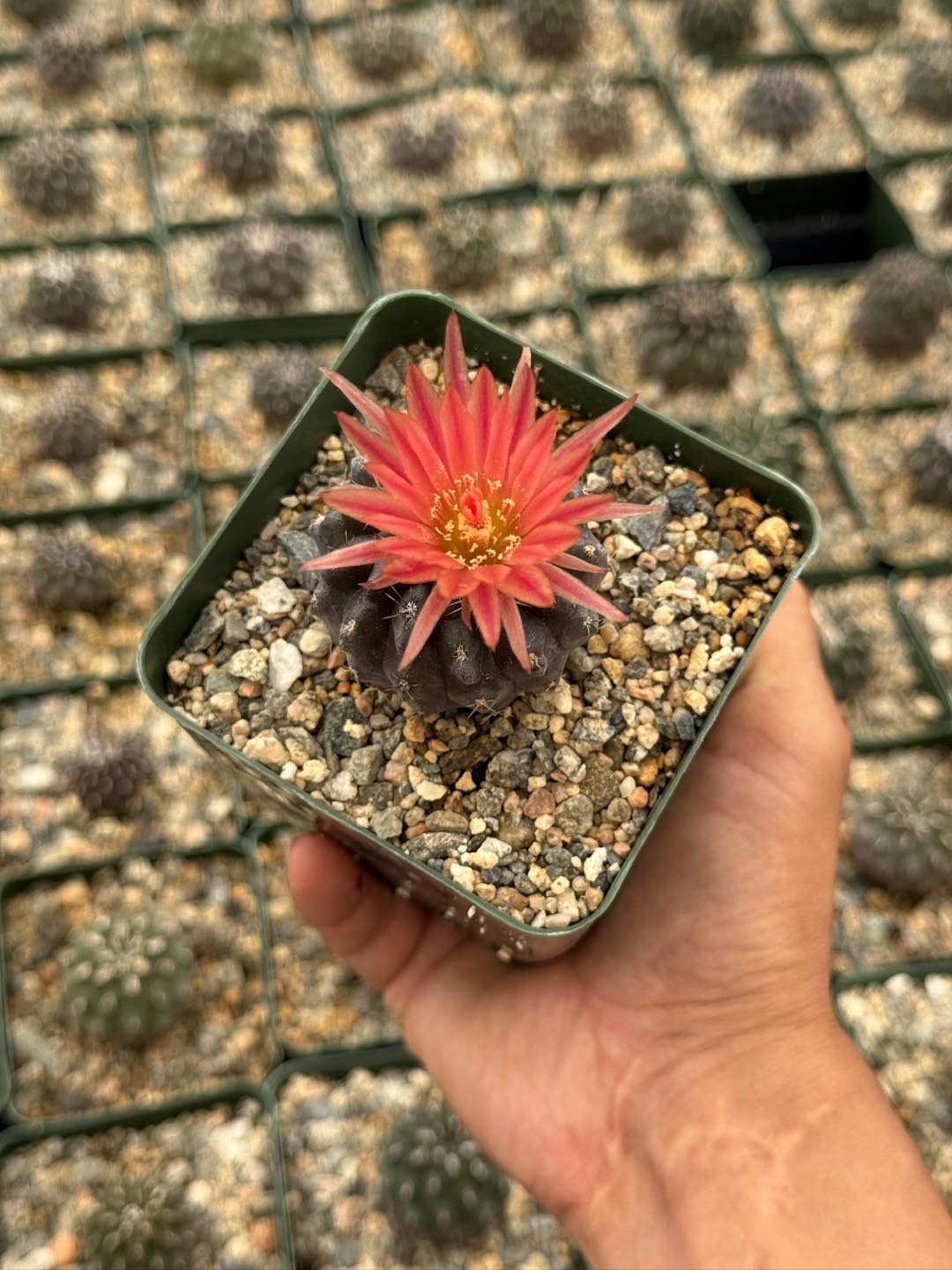 Neochilenia heinrichiana var. setosiflora