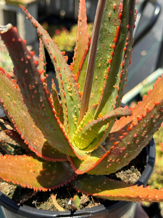 Aloe eléctric red neón
