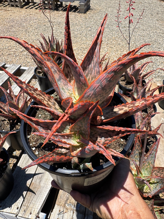 Aloe circuit electric breaker