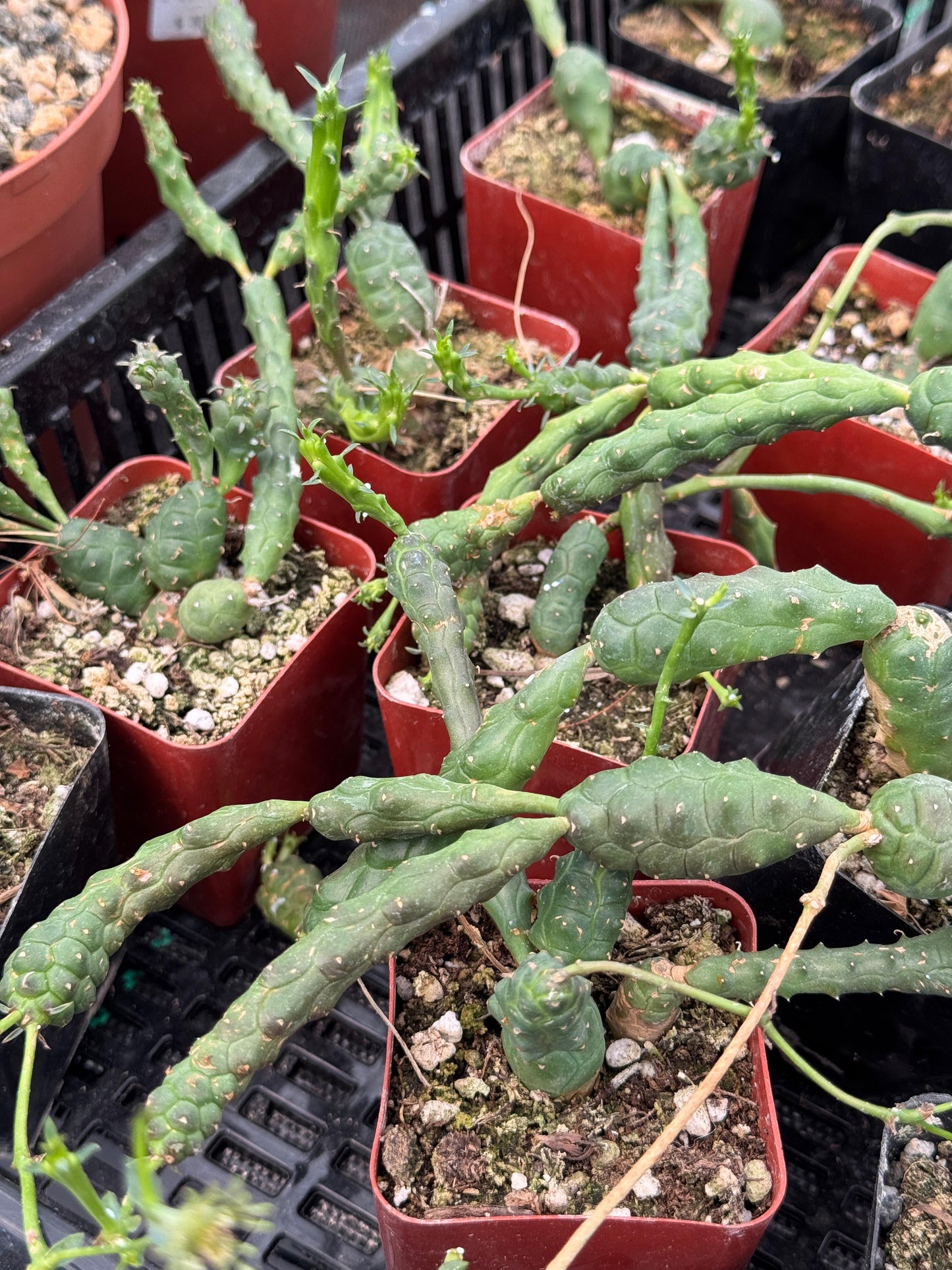 Euphorbia globosa