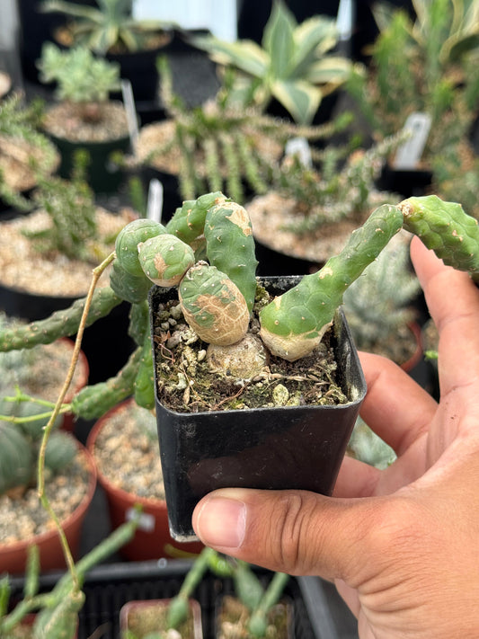 Euphorbia globosa