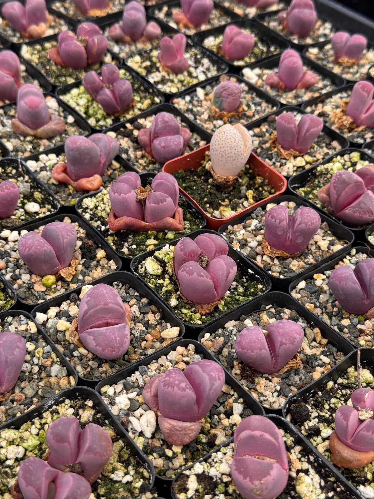 Lithops óptica rubra