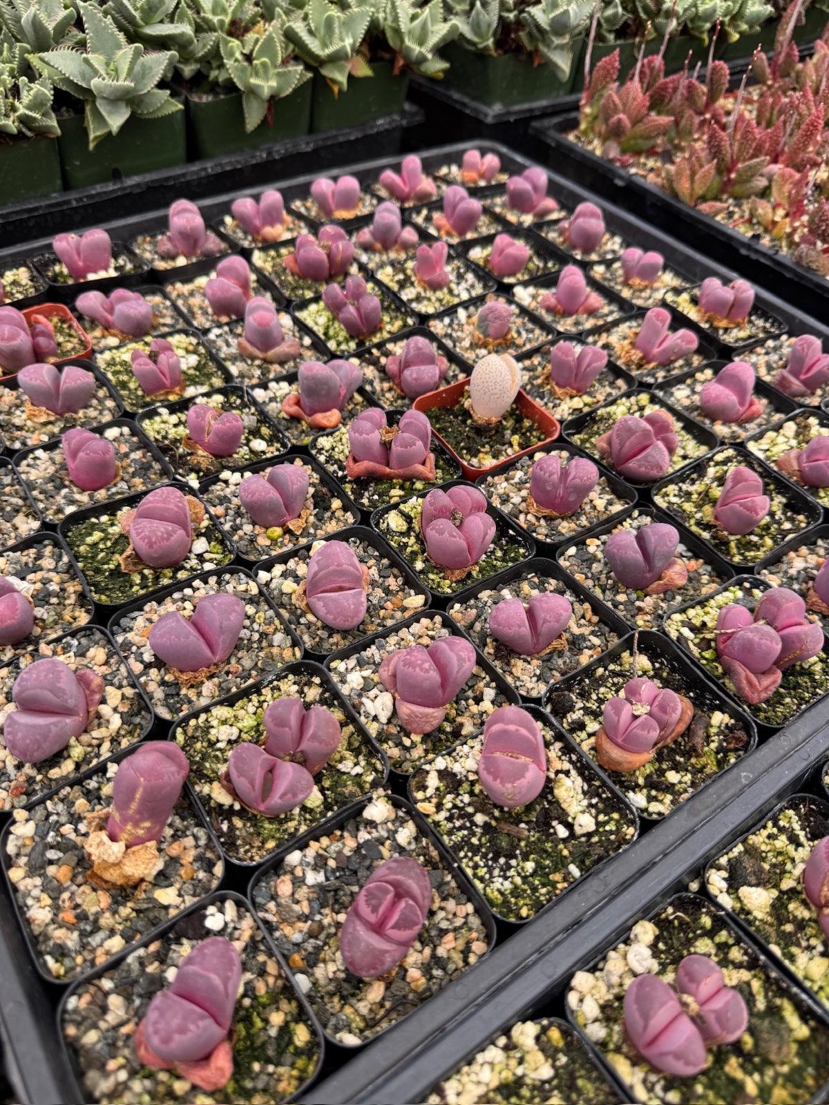 Lithops óptica rubra