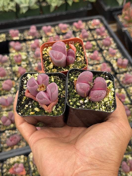 Lithops óptica rubra