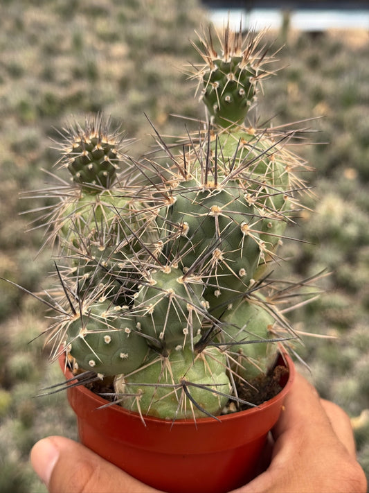Tephrocactus alexanderi