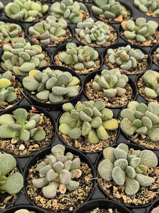 Aloinopsis villetii