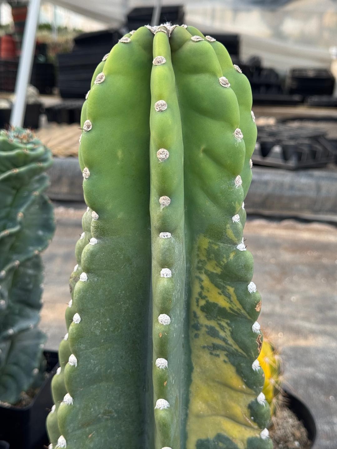 Cereus peruvianus variegado