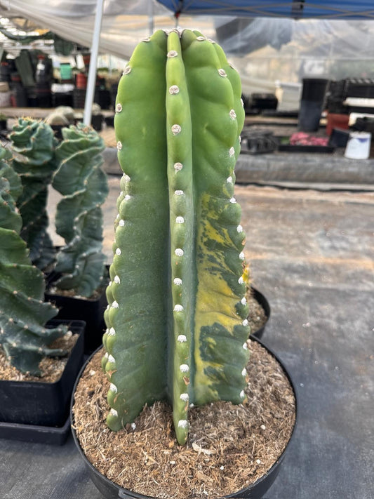 Cereus peruvianus variegado
