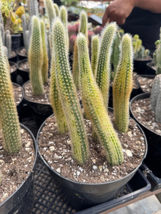 Cola de mono variegada