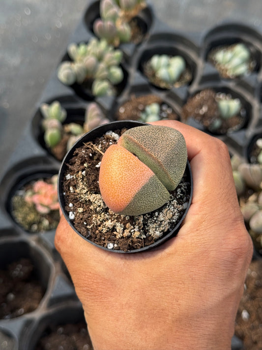 Pleiospilos nelii variegado