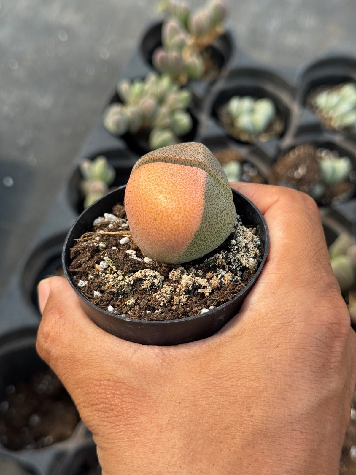 Pleiospilos nelii variegado