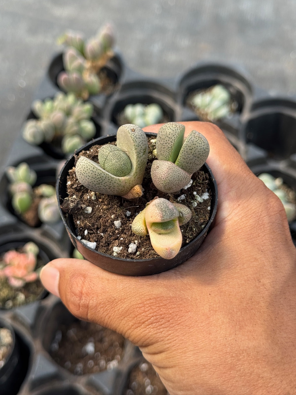 Pleiospilos nelii variegado