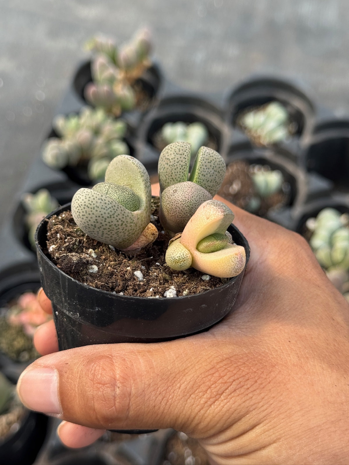 Pleiospilos nelii variegado