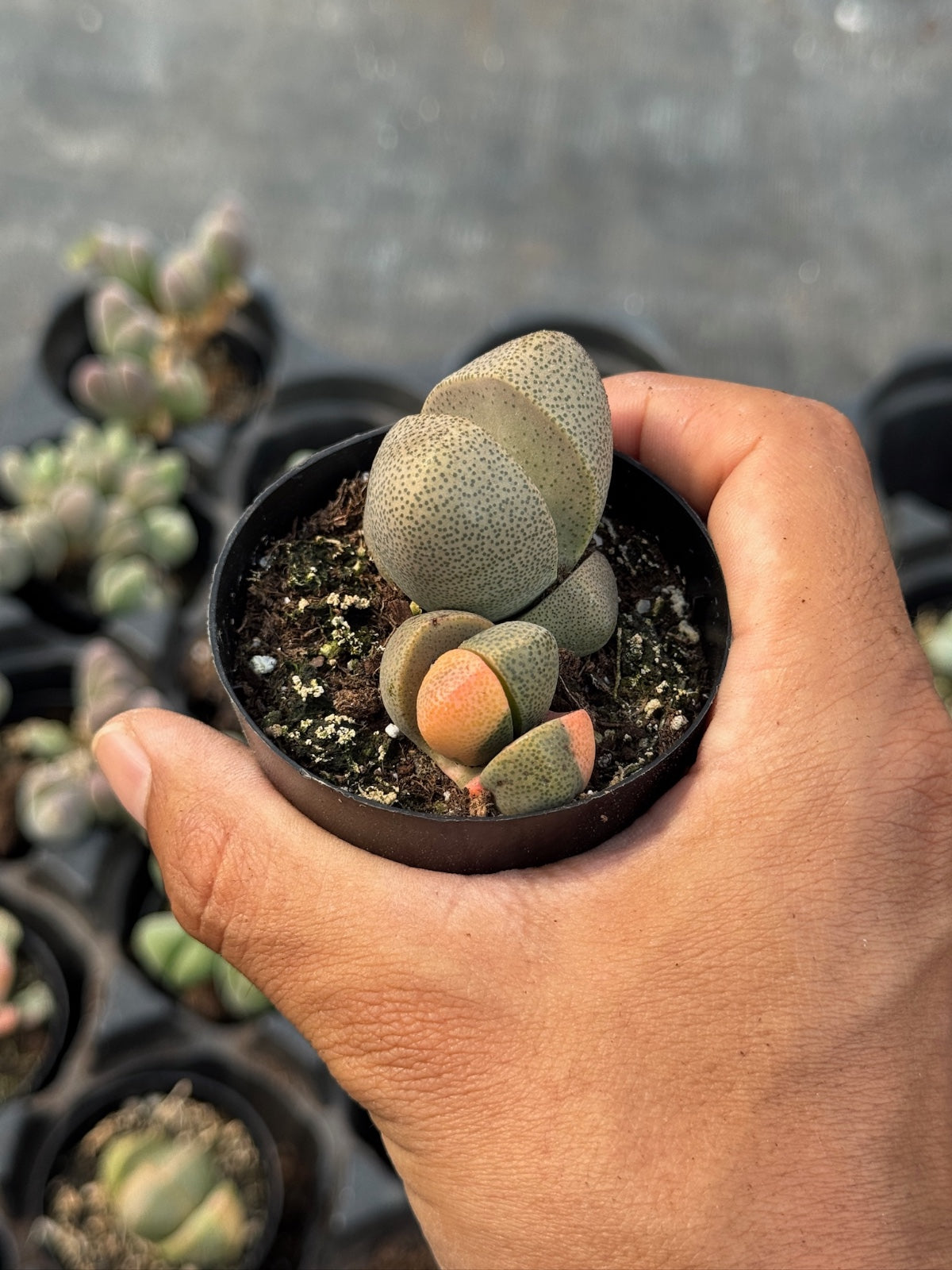 Pleiospilos nelii variegado