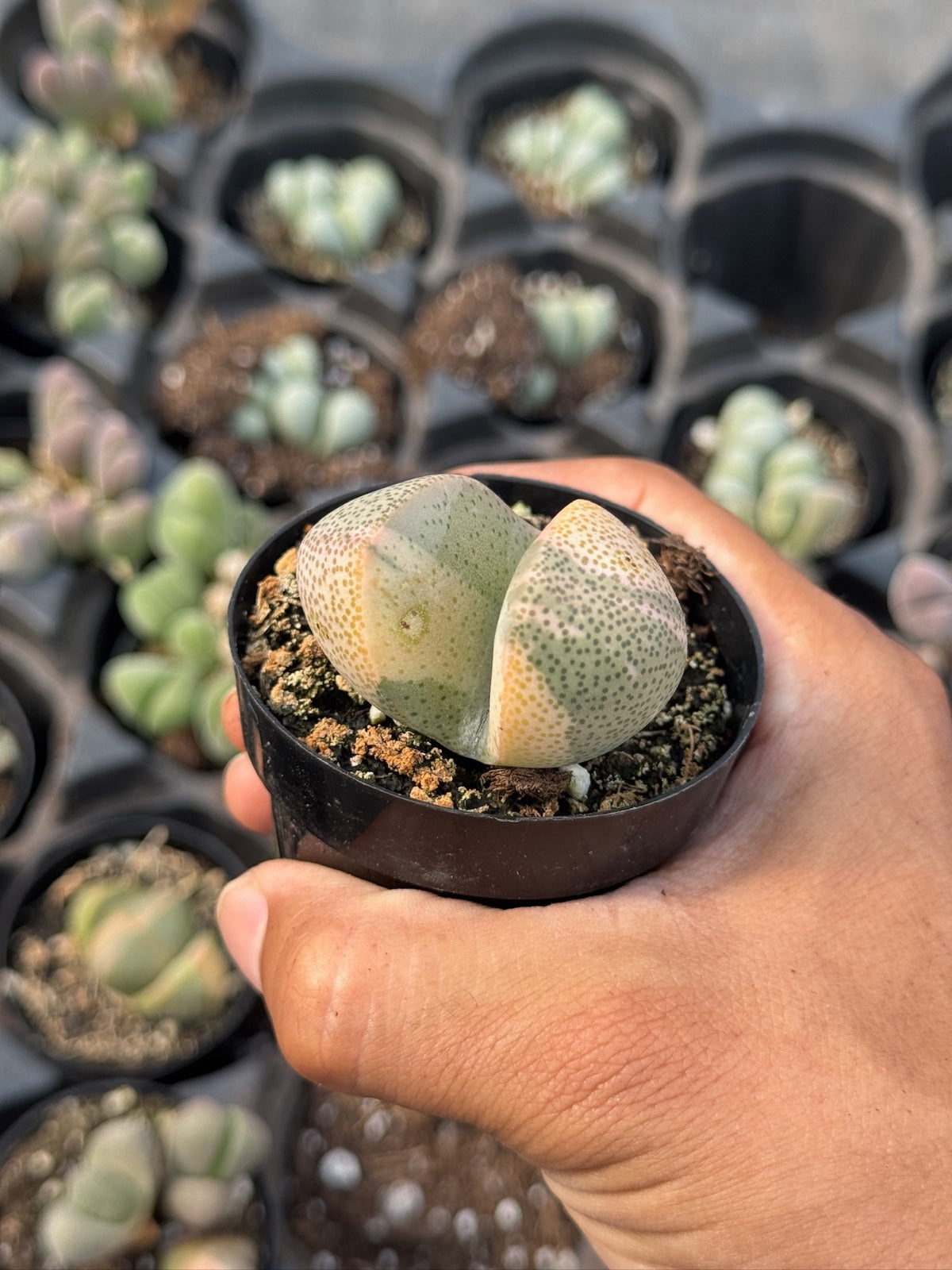 Pleiospilos nelii variegado