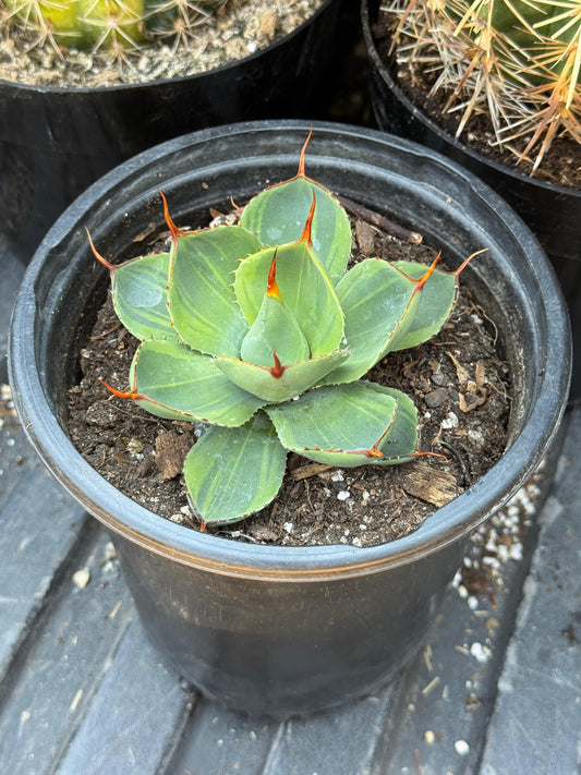 Agave parryi variegado