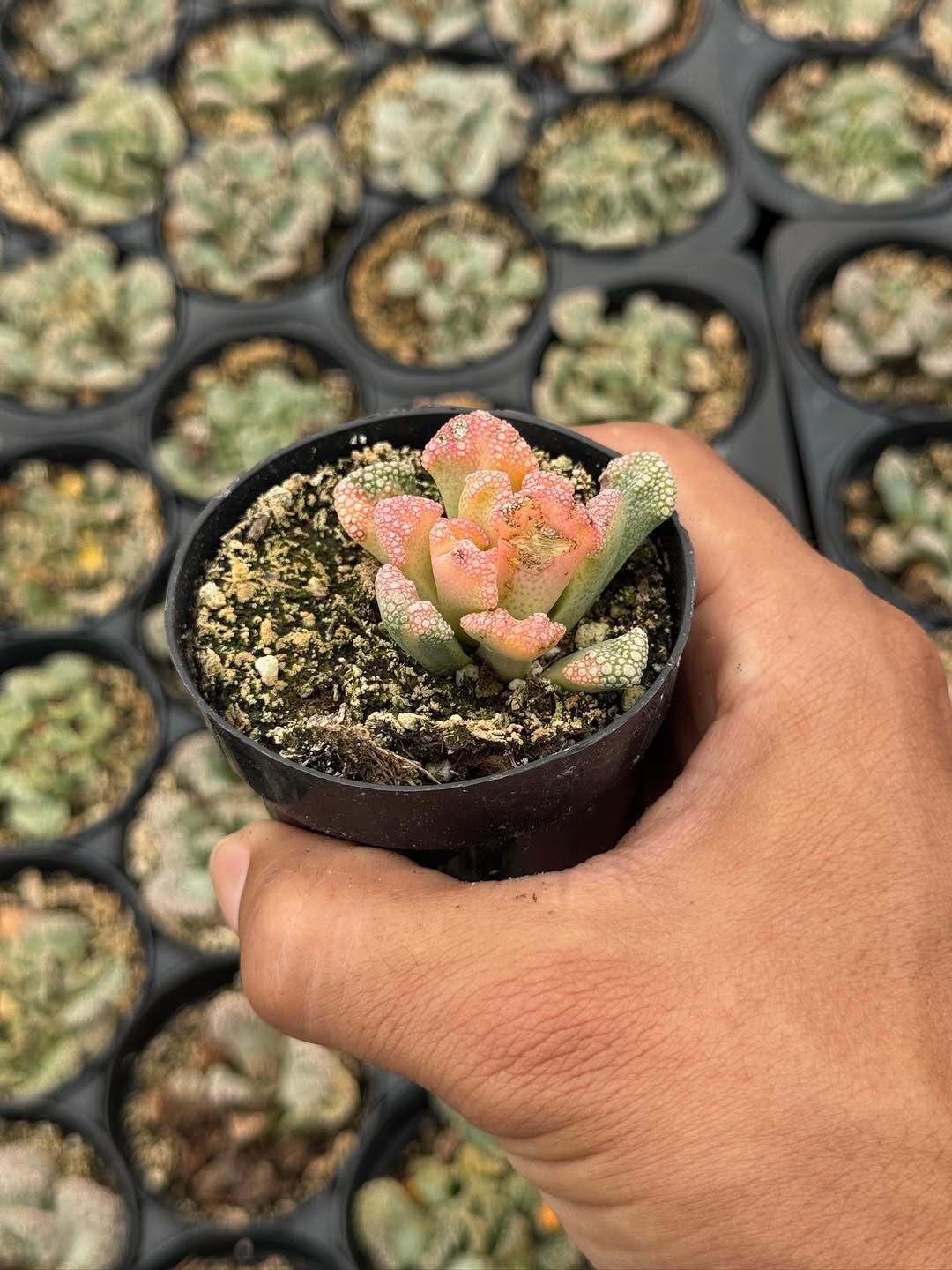 Titanopsis calcareum variegada