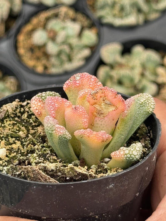 Titanopsis calcareum variegada