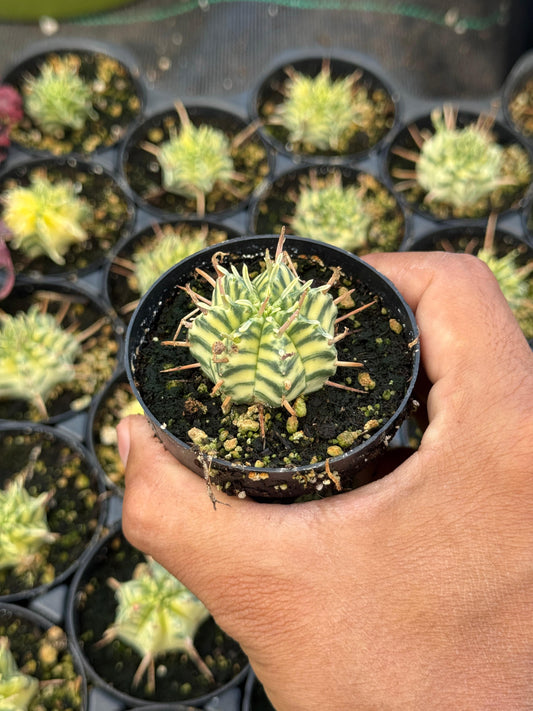 Euphorbia meloformis variegada