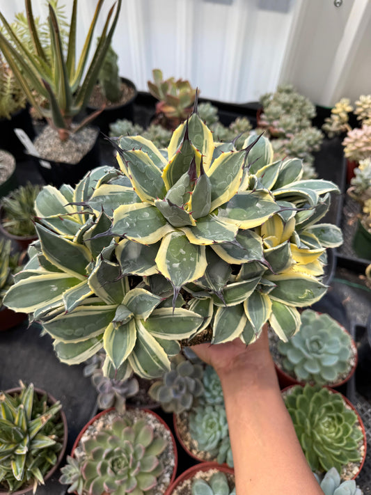 Agave cream spike súper cluster