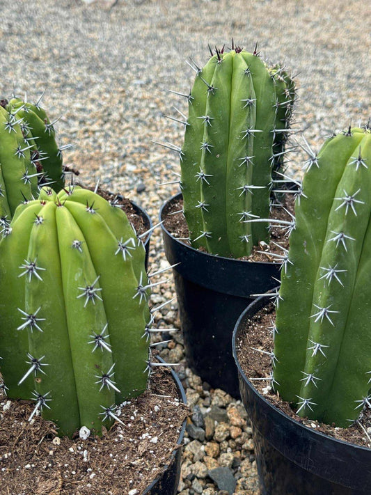 Myrtillocactus cochal 8”