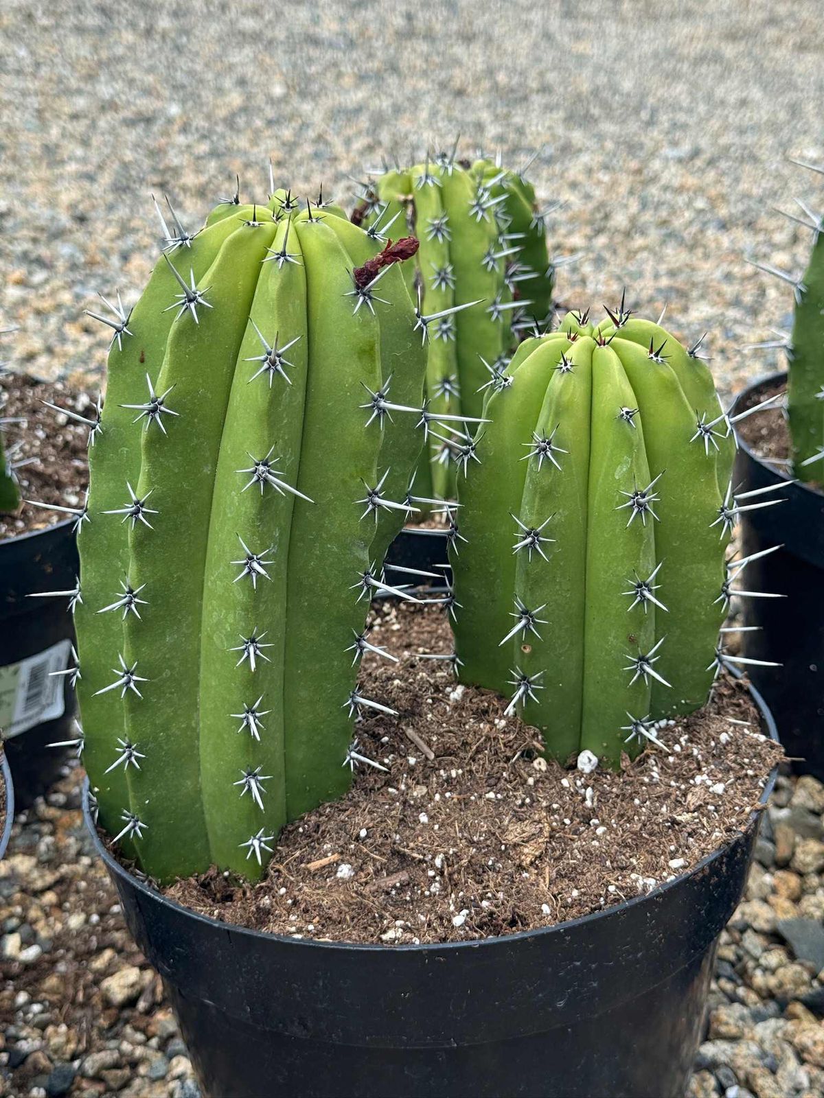 Myrtillocactus cochal 8”