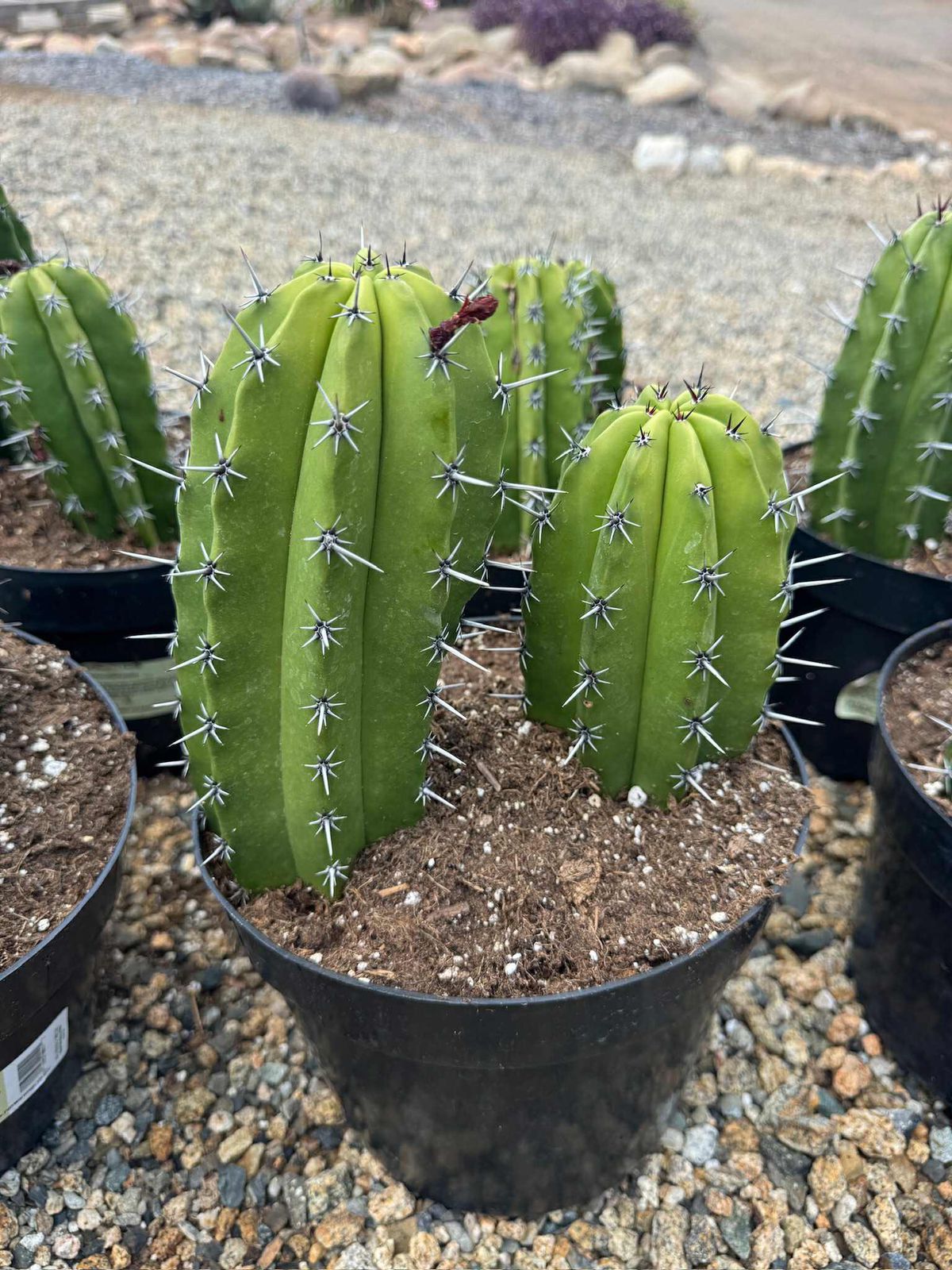Myrtillocactus cochal 8”