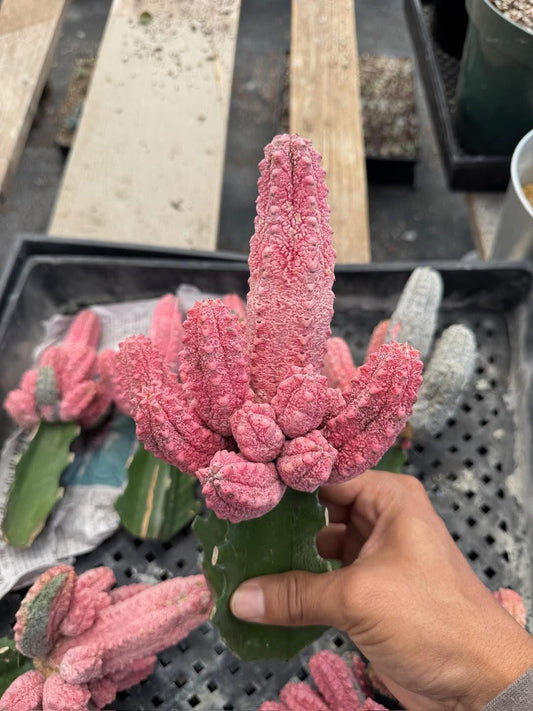 Euphorbia abdelkuri Variegada cluster