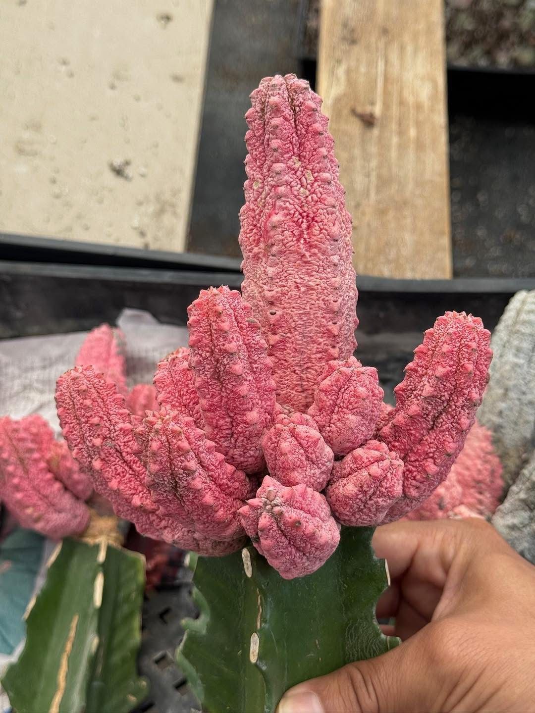 Euphorbia abdelkuri Variegada cluster