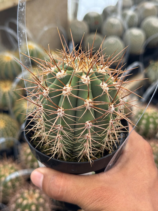 Helianthocereus poco
