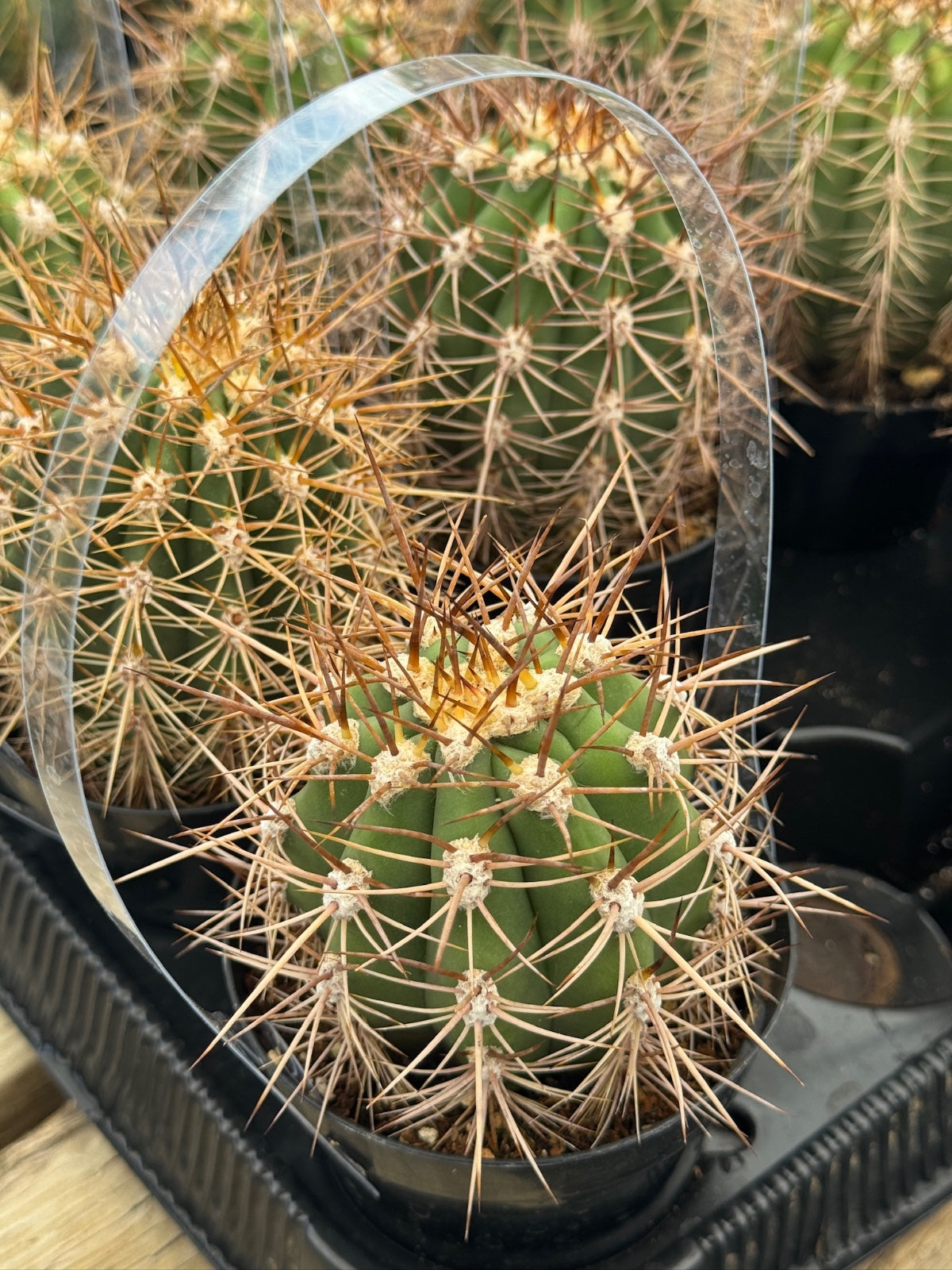Helianthocereus poco
