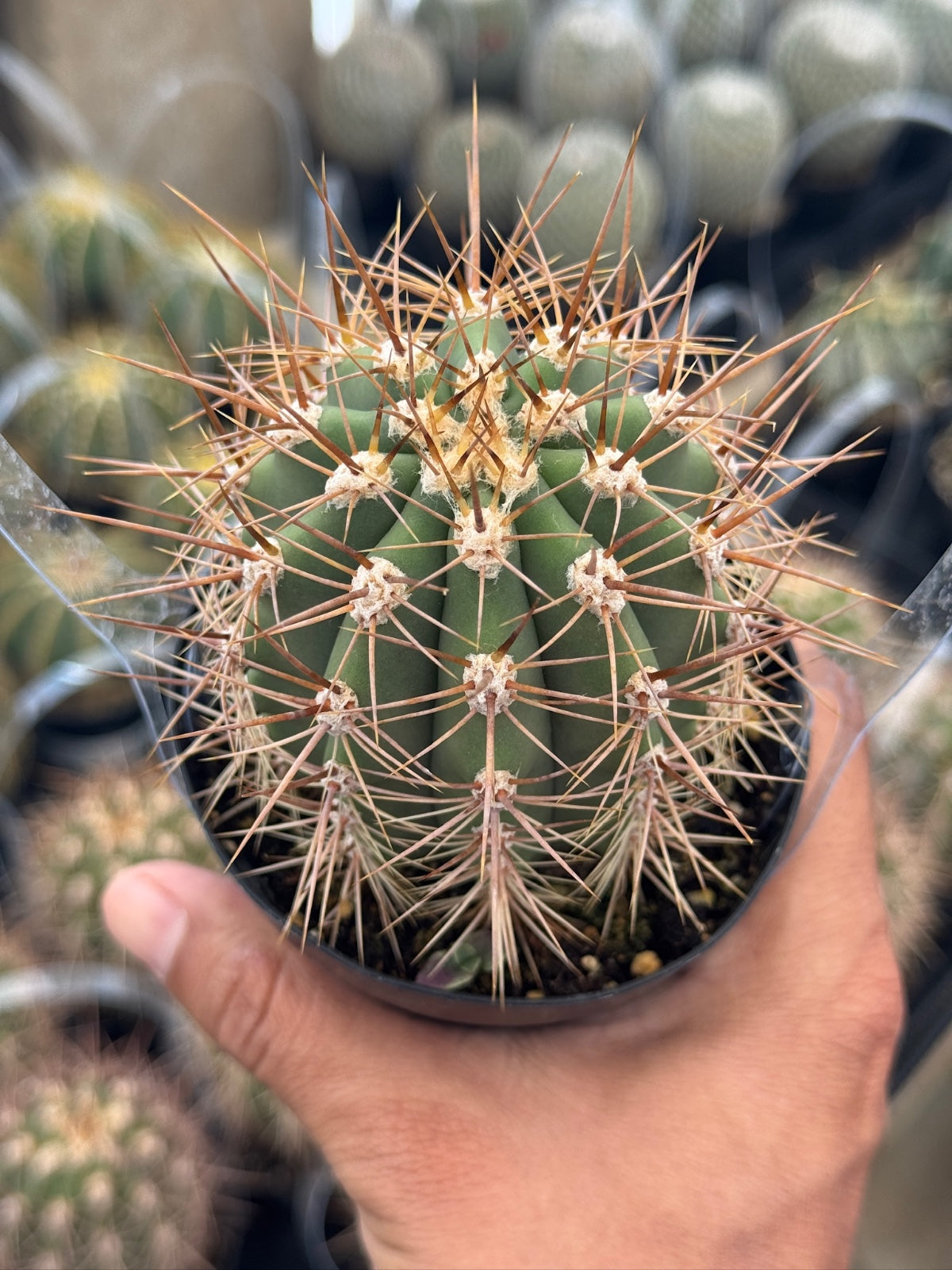 Helianthocereus poco
