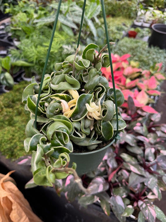 Hoya compacta variegada