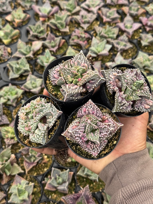Faucaria tuberculosa ‘Super warty’