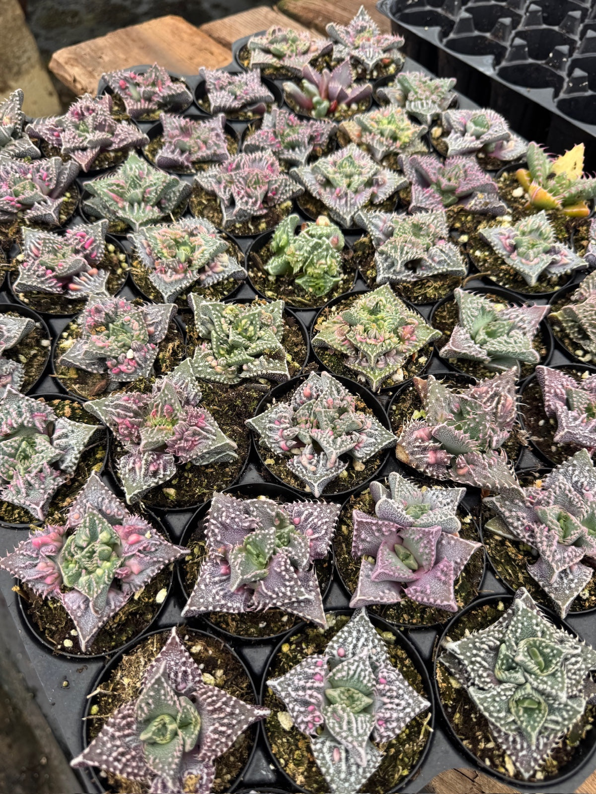 Faucaria tuberculosa ‘Super warty’