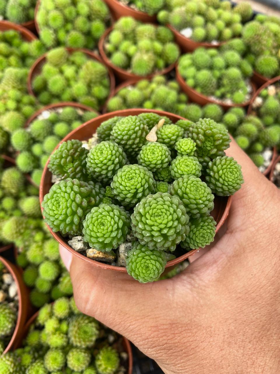 Monanthes polyphylla