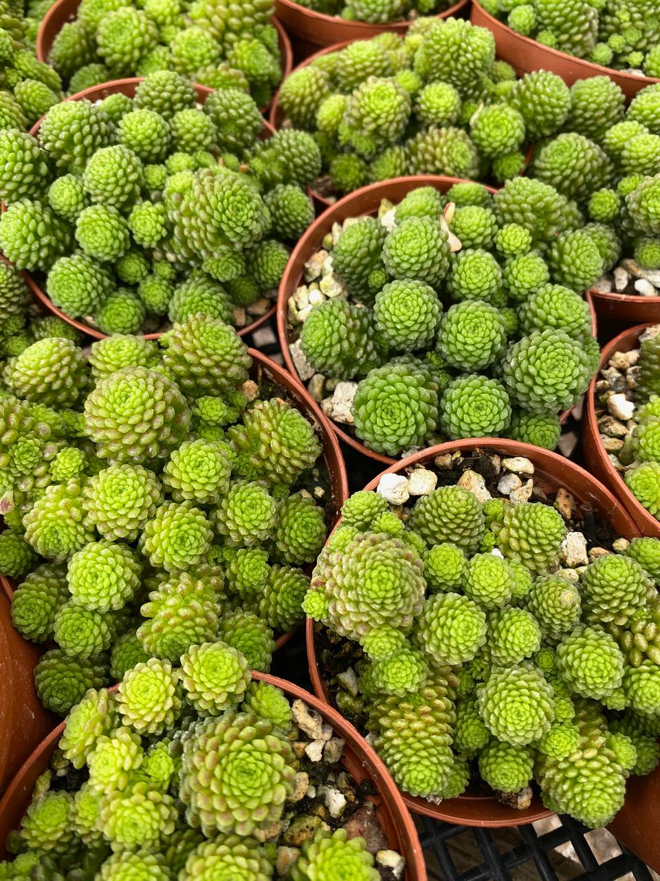 Monanthes polyphylla