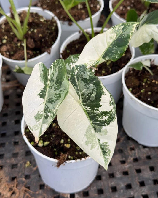 Alocasia frydek variegada