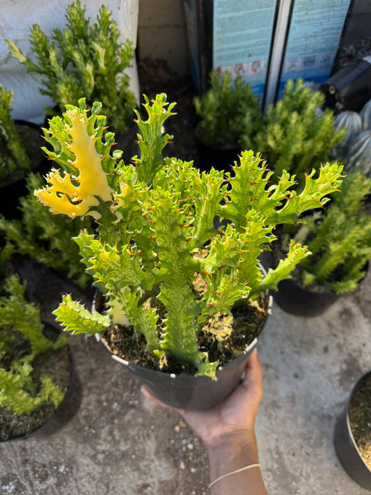 Euphorbia trigona variegada 8”