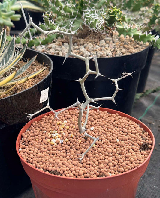 Decarya madagascariensis
