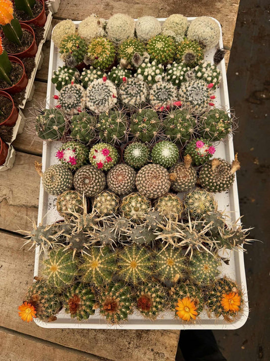 Charolas de cactus mix 61 macetas 1.5”