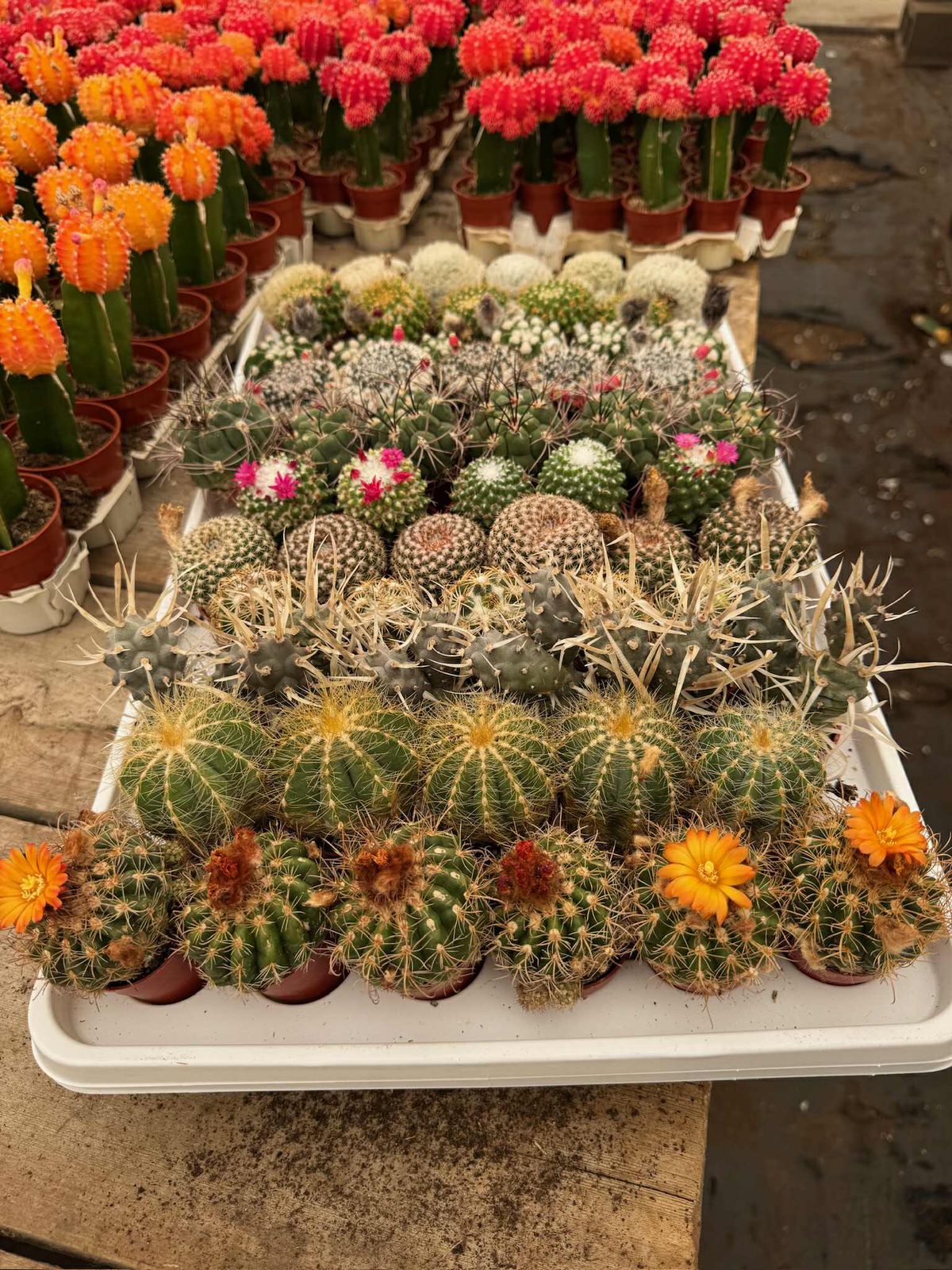 Charolas de cactus mix 61 macetas 1.5”