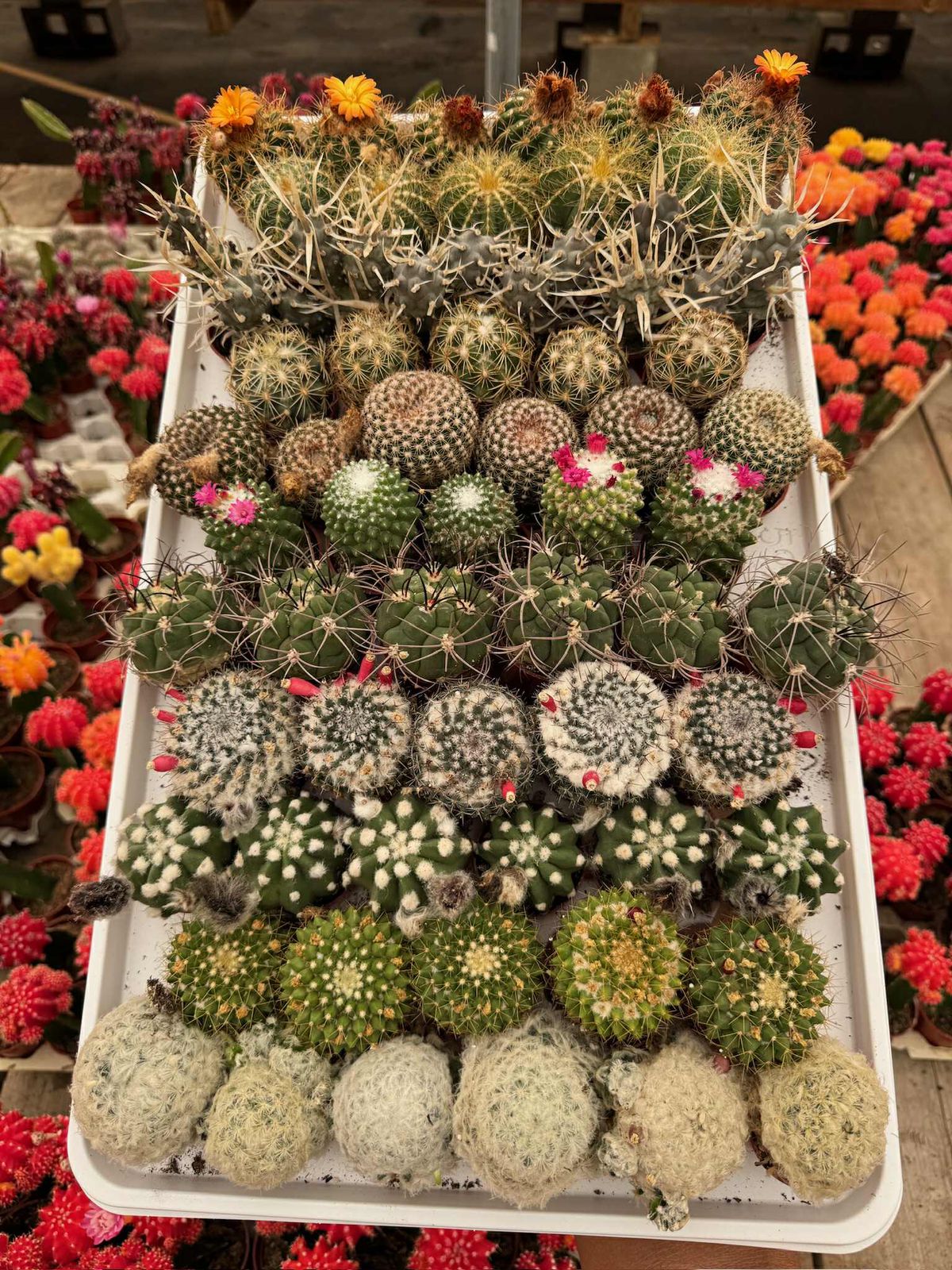 Charolas de cactus mix 61 macetas 1.5”