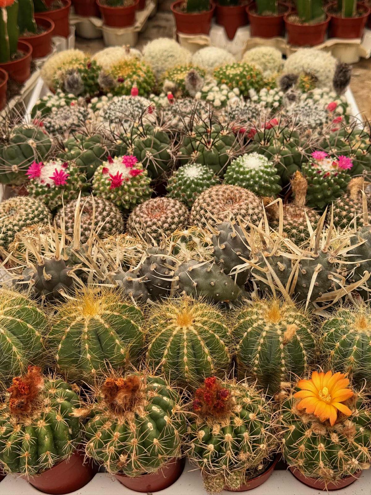 Charolas de cactus mix 61 macetas 1.5”