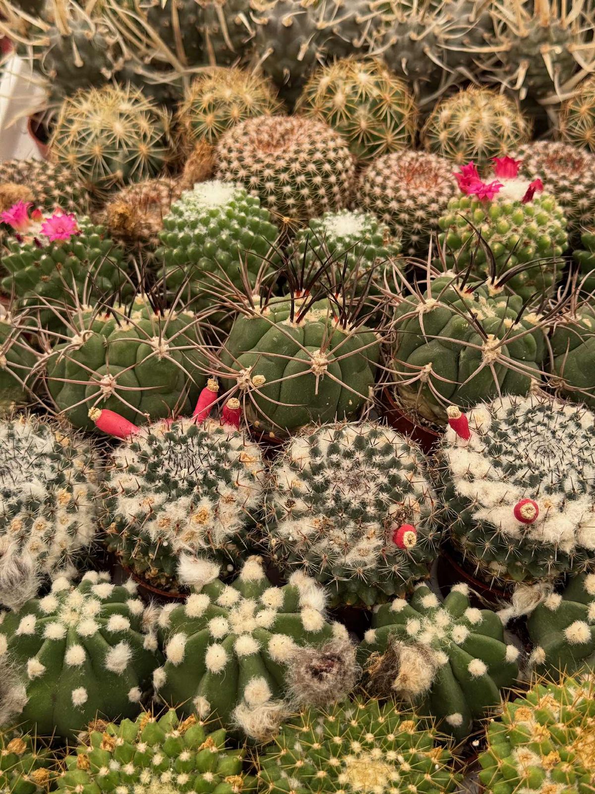 Charolas de cactus mix 61 macetas 1.5”