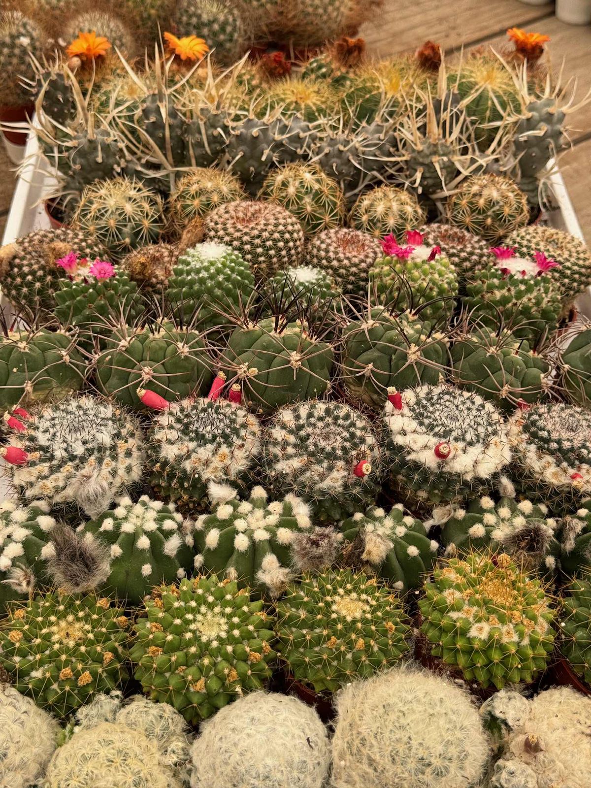 Charolas de cactus mix 61 macetas 1.5”