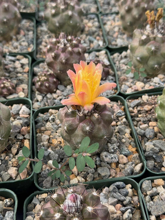Copiapoa hypogaea var. Barquitensis