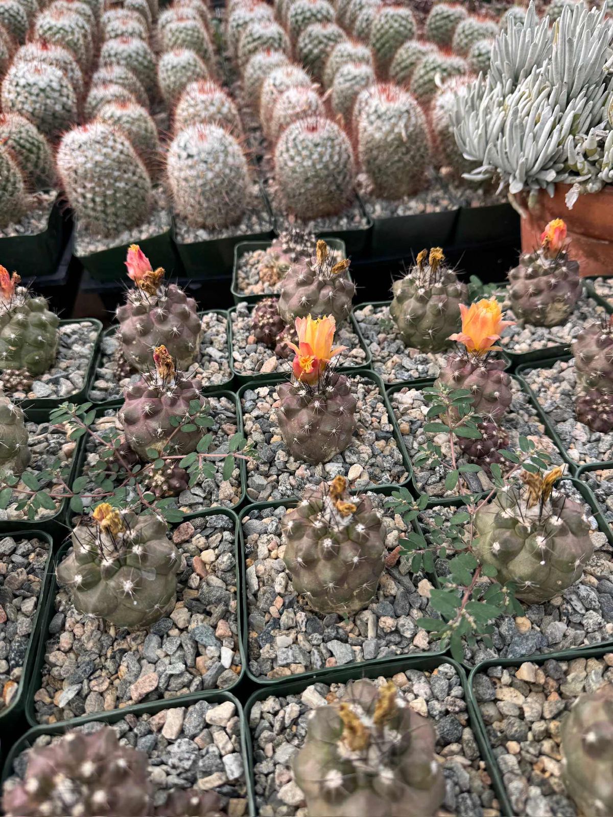 Copiapoa hypogaea var. Barquitensis